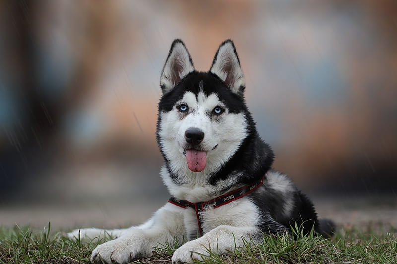 Dogs, Husky, Depth Of Field, Dog, Pet, Hd Wallpaper 