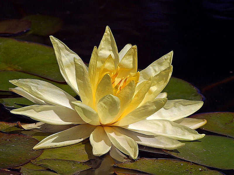 Yellow lotus, leaves, water, lotus, flower, yellow, nature, colour, HD  wallpaper | Peakpx