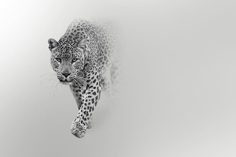 Jaguar, Animal, Black & White, HD wallpaper