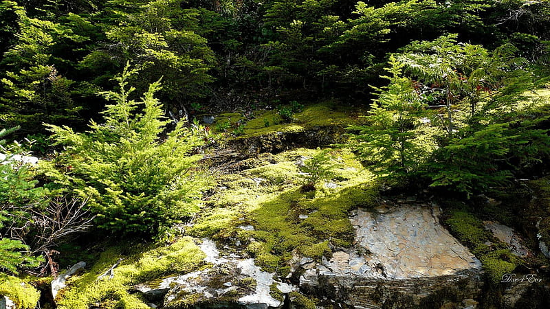 Carpet Moss on Rocks, forest, fall, , autumn, green, washington, moss, trees, HD wallpaper