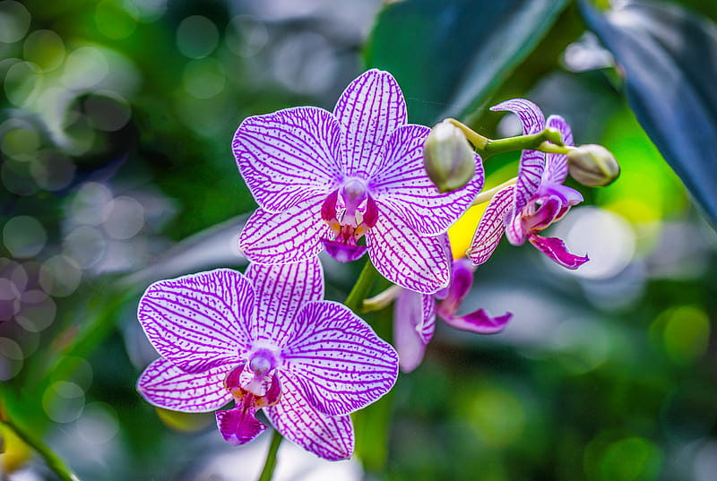 Exotic orchids, pretty, exotic, lovely, flwoers, bonito, branch, orchids, macro, pink, HD wallpaper