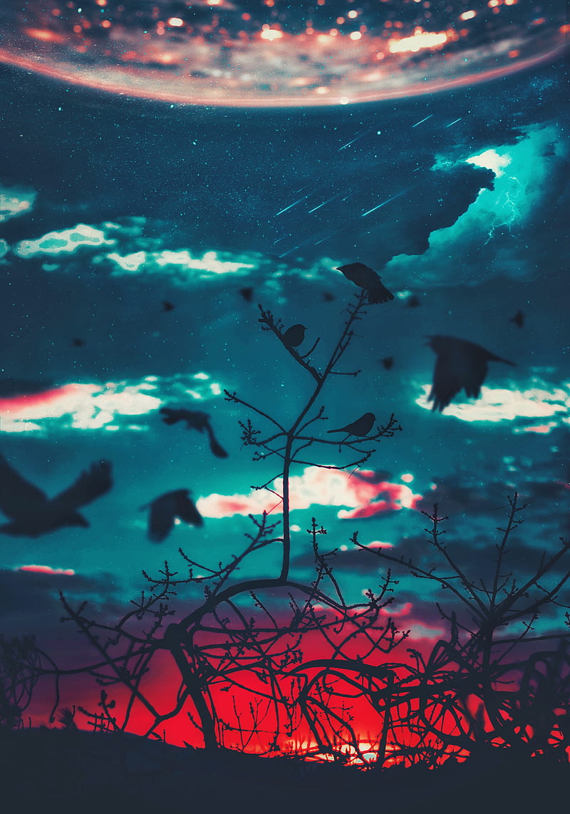 Crow Crow Crow, bird, clouds, earth, light, nature, planet, sky, stars, HD phone wallpaper
