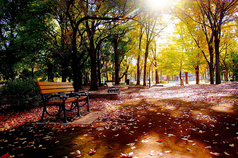 Autumn Park Bench Autumn Park Sunlight Hd Wallpaper Peakpx