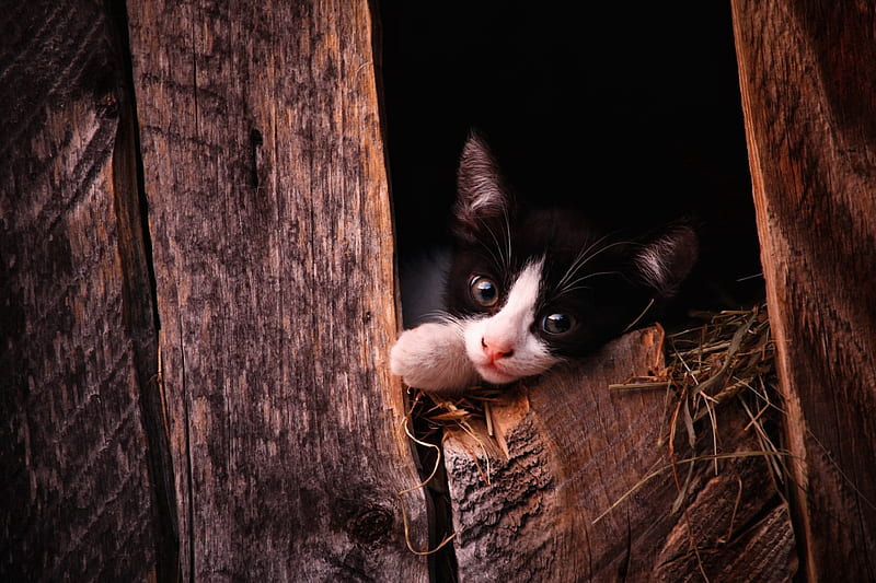 Kitten, barn, wood, brown, cat, pisici, HD wallpaper