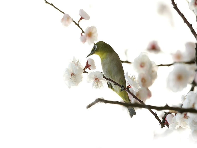 Plum Blossoms, flowers, tree, bird, HD wallpaper