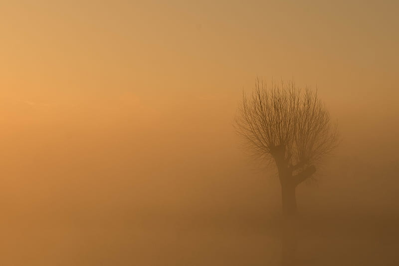tree, fog, mist, lonely, gloomy, HD wallpaper