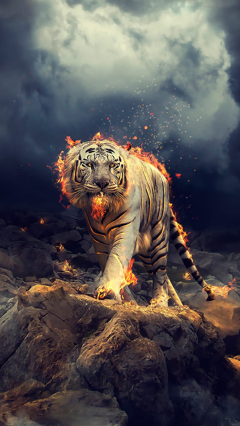 Burning tiger, 3d, burn, fire smoke, white, HD phone wallpaper ...