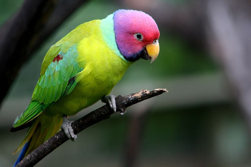 plum-headed parakeet, parrot, bird, branch, HD wallpaper