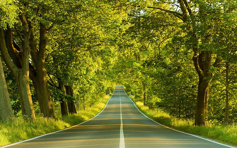 ROAD THROUGH THE WOODS, forest, green, road, trees, narrow, HD wallpaper