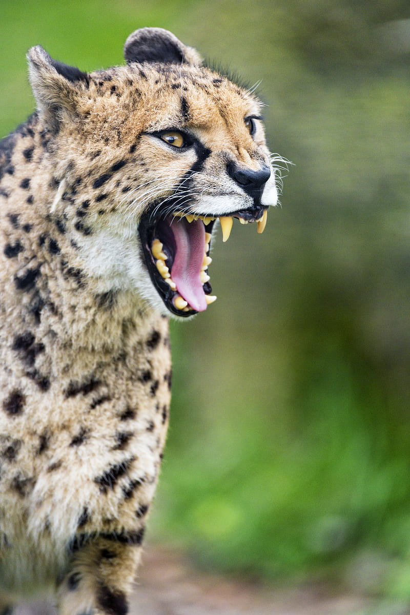 cheetah, big cat, fangs, predator, grin, HD phone wallpaper