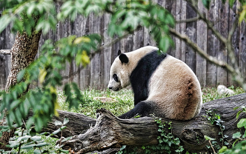 Panda cute animals, bears, giant panda, trees, pandas, Ailuropoda melanoleuca, HD wallpaper