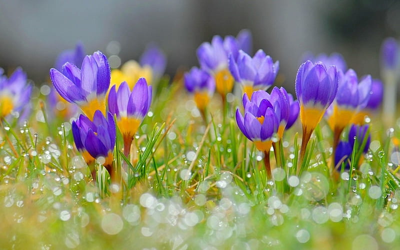 March tenderness, pretty, colorful, lovely, grass, crocuses, bonito ...