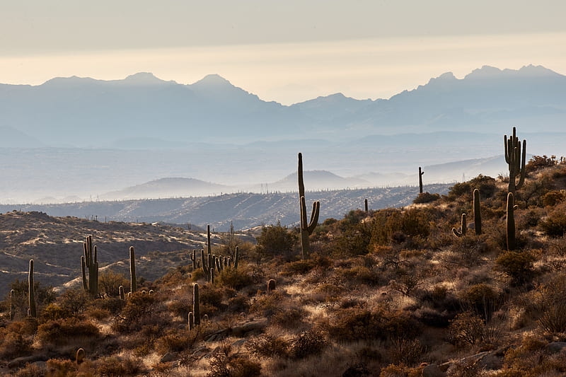 mountains, hills, cacti, bushes, fog, HD wallpaper