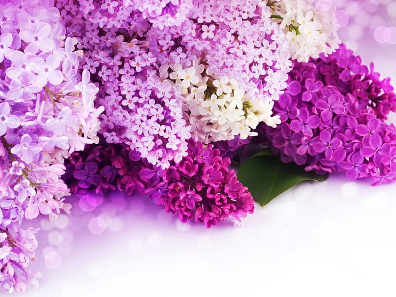 Flores lilas y pétalos, lila, bokeh, púrpura, flores, pétalos, blanco,  Fondo de pantalla HD | Peakpx
