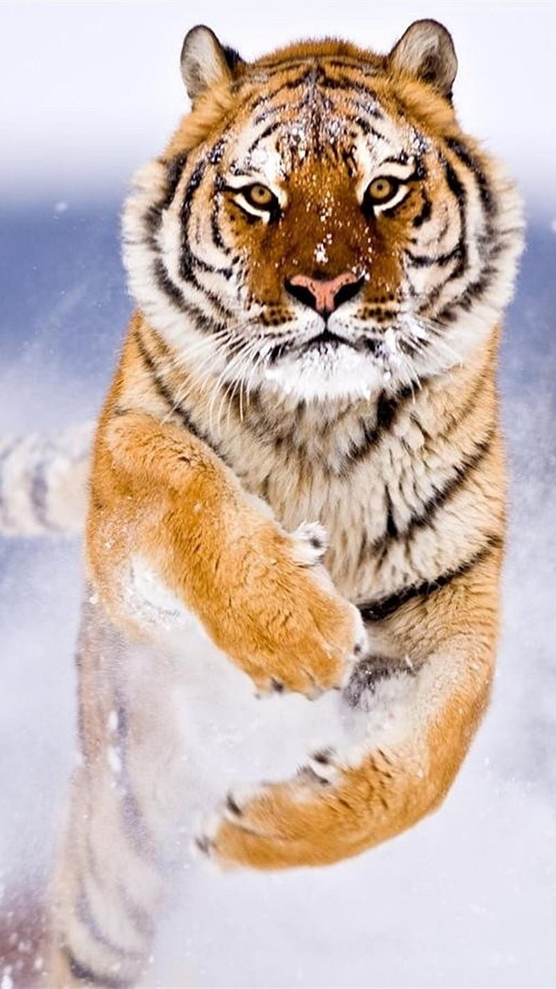 Download Beautiful Zoo Tiger Wallpaper in HD iPhone X - HD Wallpaper -  Wallpapers.net