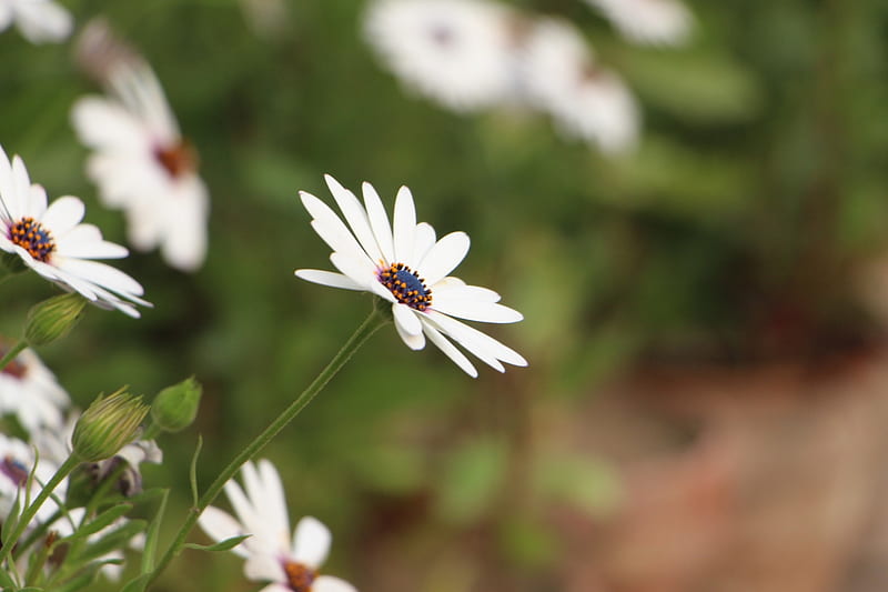 beauty in flowers, beauty, flowers, nature, white, HD wallpaper beauty in flowers, beauty, flowers, nature, white, HD wallpaper