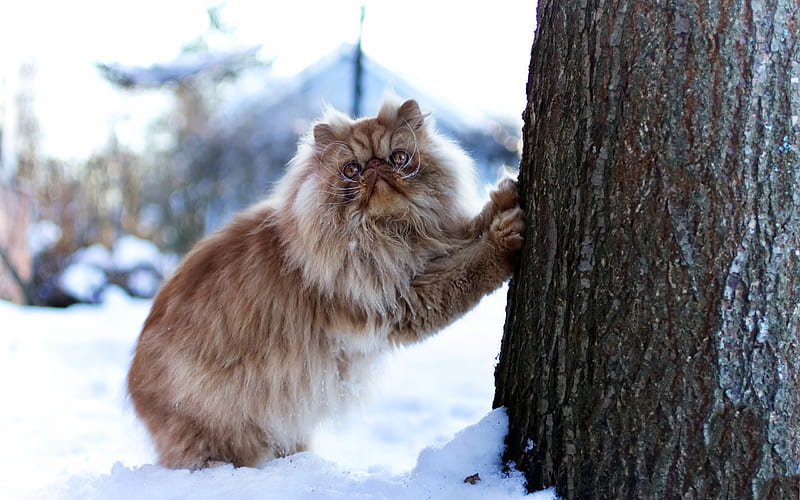 Siamese cat, brown fluffy cat, cute animals, snow, tree, cats, HD wallpaper