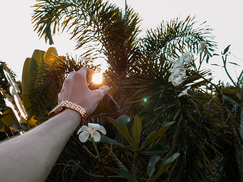 hand, sun, branches, leaves, HD wallpaper