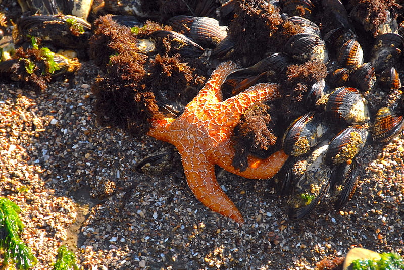 Starfish and Mussels, Starfish, Beaches, Sealife, Oceans, Shells, Nature, HD wallpaper