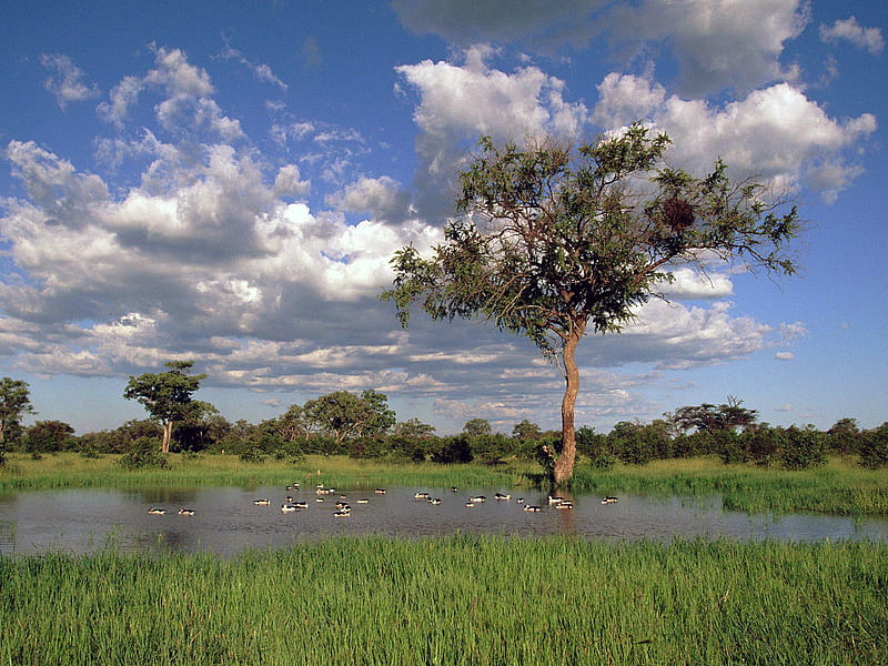 National Park Botswana, fields, park, trees, sky, lake, africa, botswana, landscape, HD wallpaper
