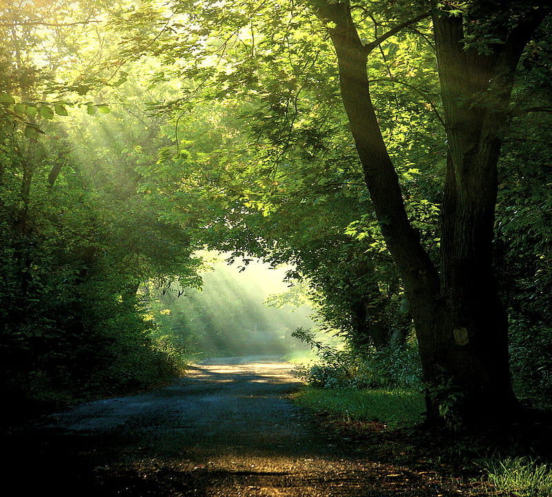 Light the way, forest, pathway, green, sun rays, sunshine, trees, HD wallpaper