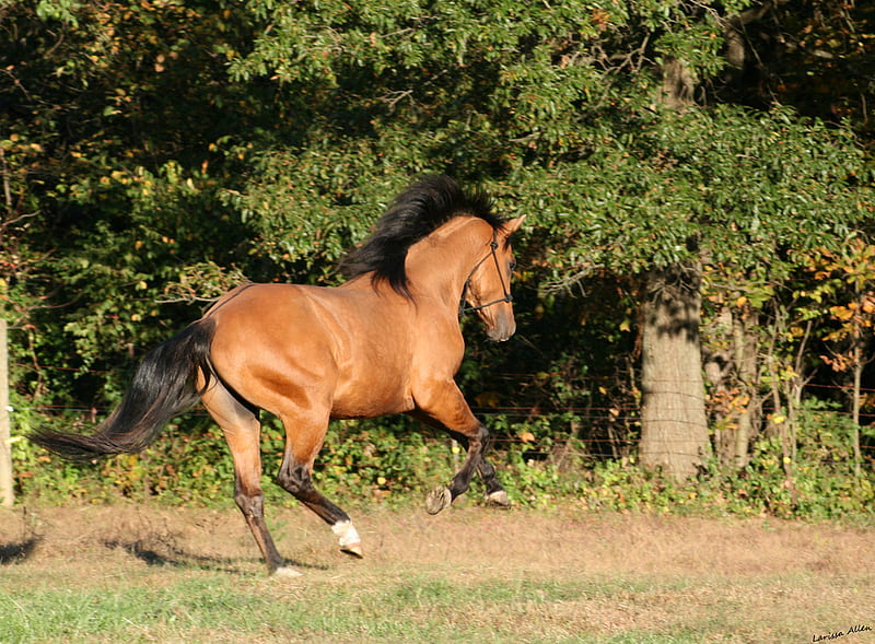 Brown Running Around, stallion, powerfull, cavalo, foal, mare, horse, animals, gorgeous, HD wallpaper