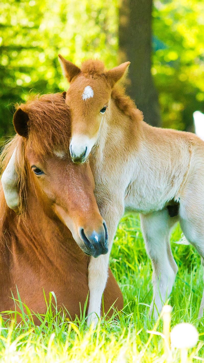 Cute Baby Animals, Pony Playing With Horse, pony playing with mother, horse,  HD phone wallpaper | Peakpx