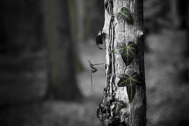Leaves of Nature, forest, isolated, black, utopia, tree, leaves, graphy, white, wood, HD wallpaper
