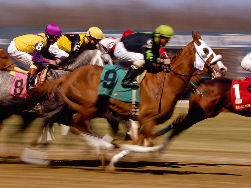 Thoroughbred Horse Racing - Turfway Park, Kentucky, thoroughbred horse racing, turfway park, racehorse, kentucky, HD wallpaper