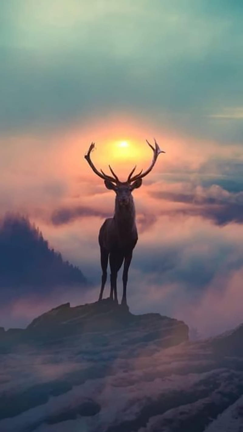 Mountain Deer , sunlight, nature, clouds, HD phone wallpaper