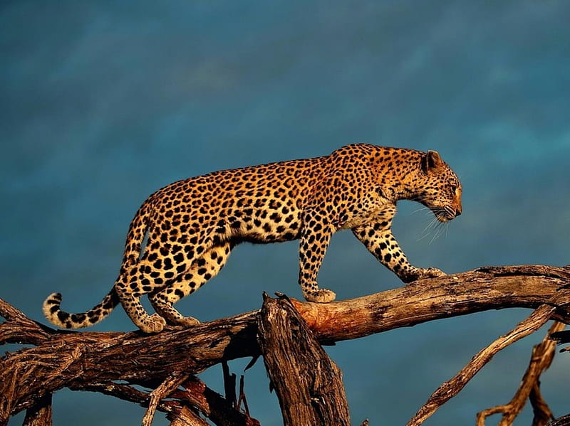 Cheetah, dangerous, great, daring, animal, HD wallpaper