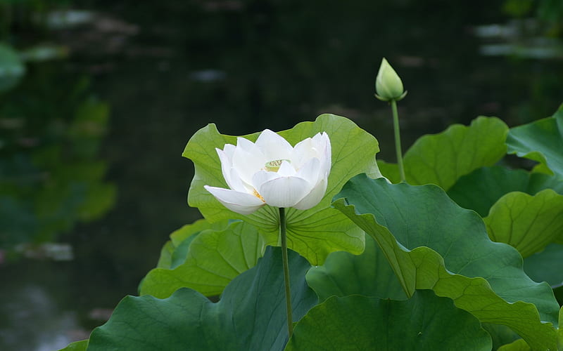 Những cánh hoa sen trắng như những tia hy vọng đang lan tỏa giữa nước vàng của hồ sen. Hãy đắm chìm trong vẻ đẹp tinh khiết của hoa sen trắng trong hình ảnh này.