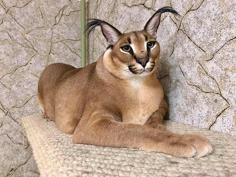 Crie Uma Floppa, Caracal Floppa