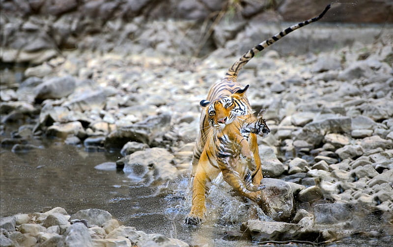 Mom Tiger carrying her Cub, Tiger, Cub, Stream, Animals, HD wallpaper