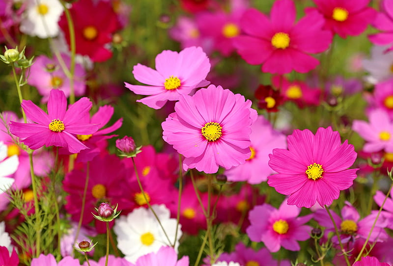 Beautiful cosmos flower, flowers, bonito, spring, cosmos, pink, HD wallpaper