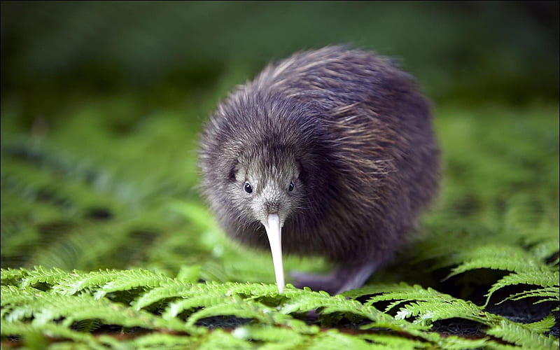 Kiwi, flightless, fauna, bird, New Zealand, rare, animal, HD wallpaper