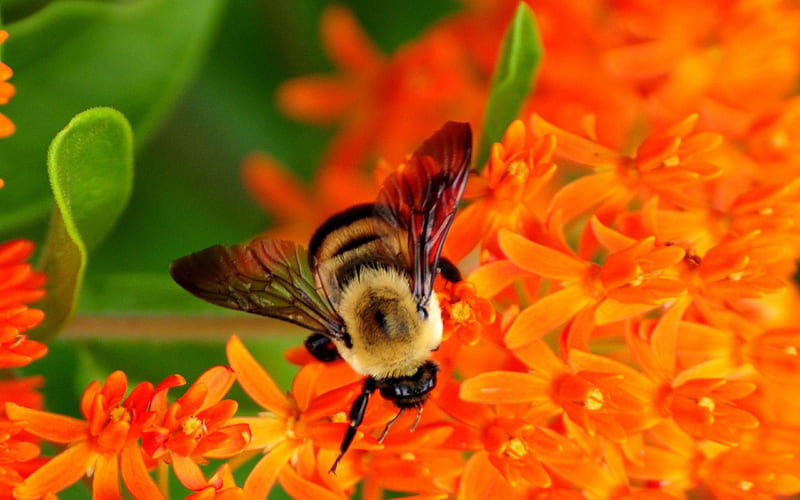 Our friend the bee, colorful, 2560x1600, pollinate, busy, HD wallpaper