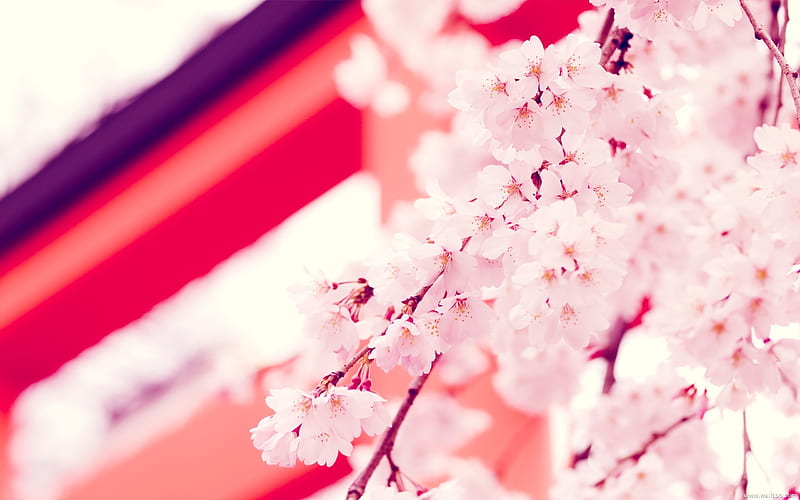 Hirano Shrine Kyoto Japan before the cherry blossoms, HD wallpaper