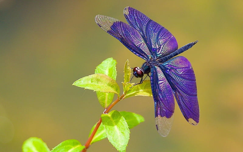 Dragonfly, wings, purple, green, insect, leaf, HD wallpaper
