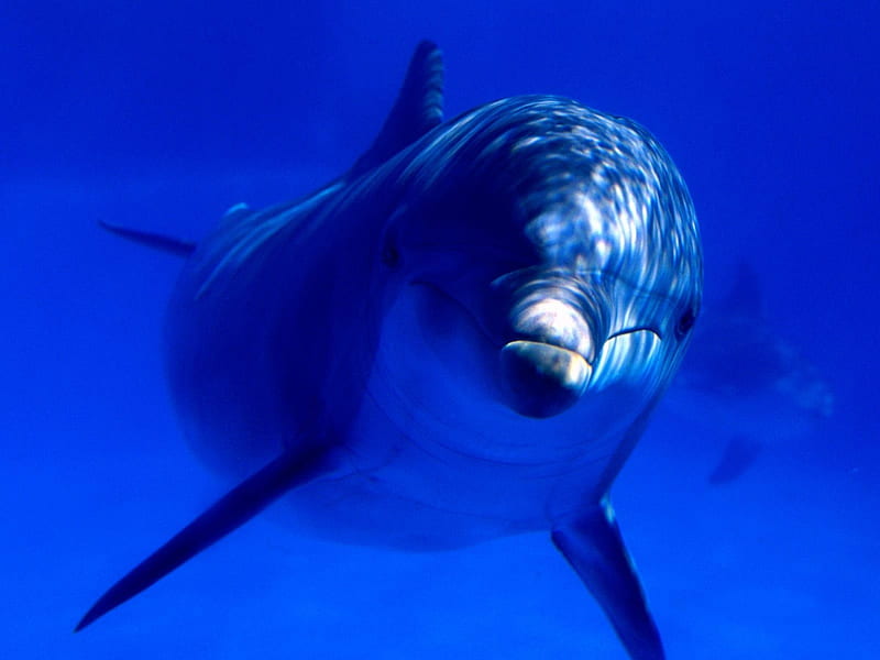 bottlenose dolphin, dolphin, blue, aquatic, HD wallpaper