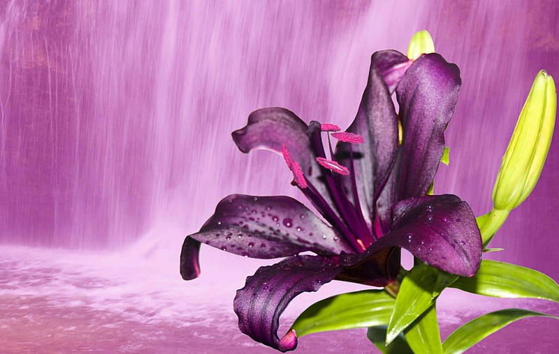 Purple lily at waterfall, purple, flowers, waterfall, lily, nature, HD wallpaper
