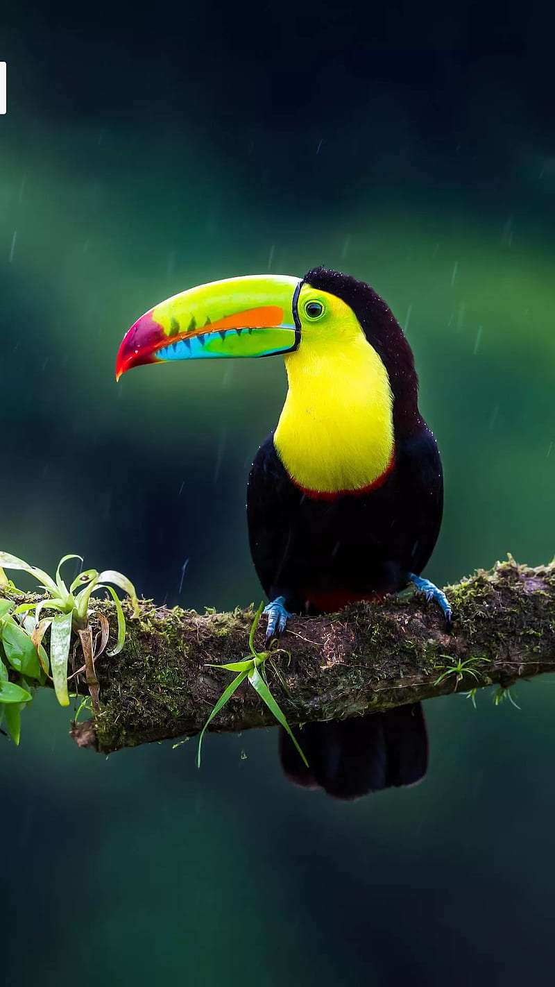 Toucan, bird, longest beak, colourful, HD phone wallpaper