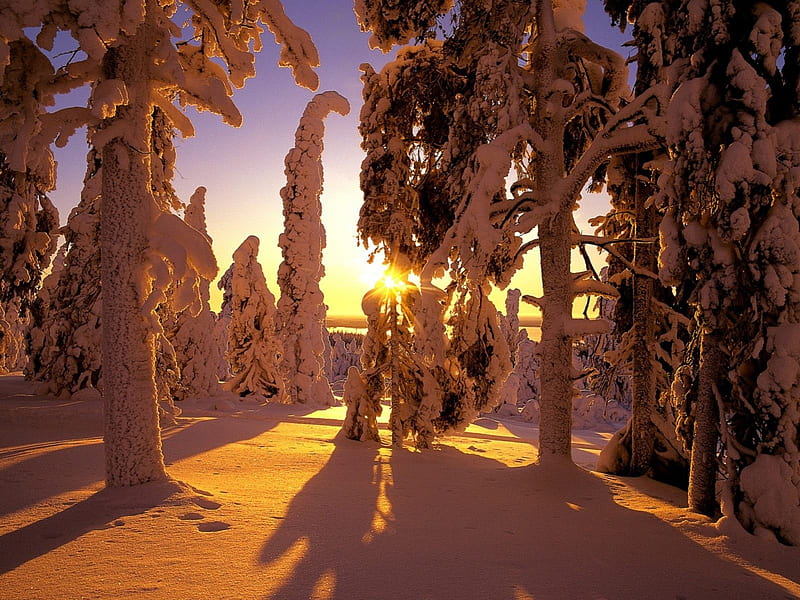 The sun shines through trees, mountain, sun, trees, snow, HD wallpaper