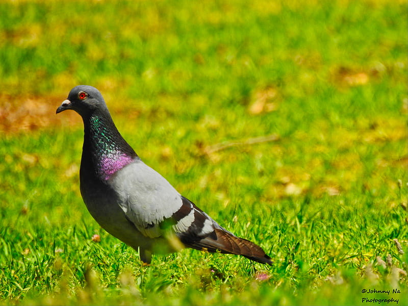 Dove, bird, birds, green, israel, pigeon, HD wallpaper