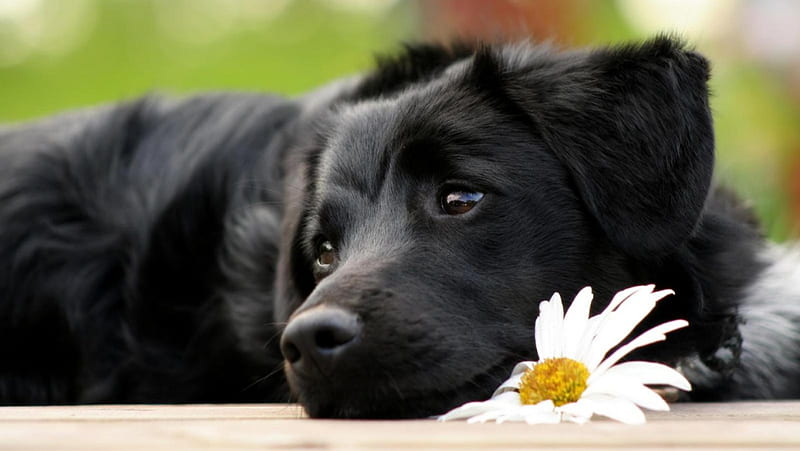 Missing you, adorable, hurry home, Black lab, waiting, HD wallpaper