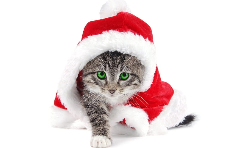 kitten, christmas costume, christmas, green eyes, Christmas, HD wallpaper