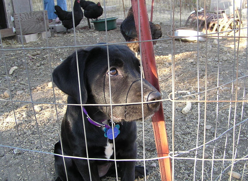puppy Atarah busted in the chicken pin lol, cute, Dog, chicken pen, busted, black, lab mix, lol, HD wallpaper