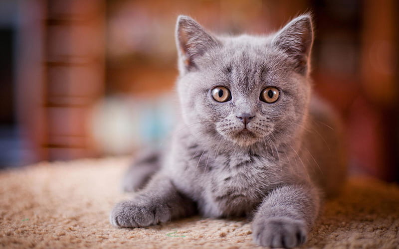 British Shorthair, bokeh, kitten, gray cat, domestic cat, small cat, pets, cats, cute animals, British Shorthair Cat, HD wallpaper