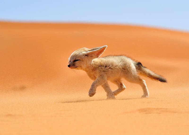 Desert, Fox, Animal, Cute, Fennec Fox, HD wallpaper