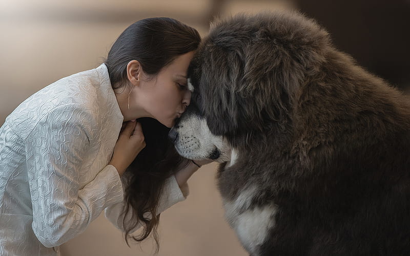 Women, Mood, Dog, Girl, Kiss, Tibetan Mastiff, HD wallpaper